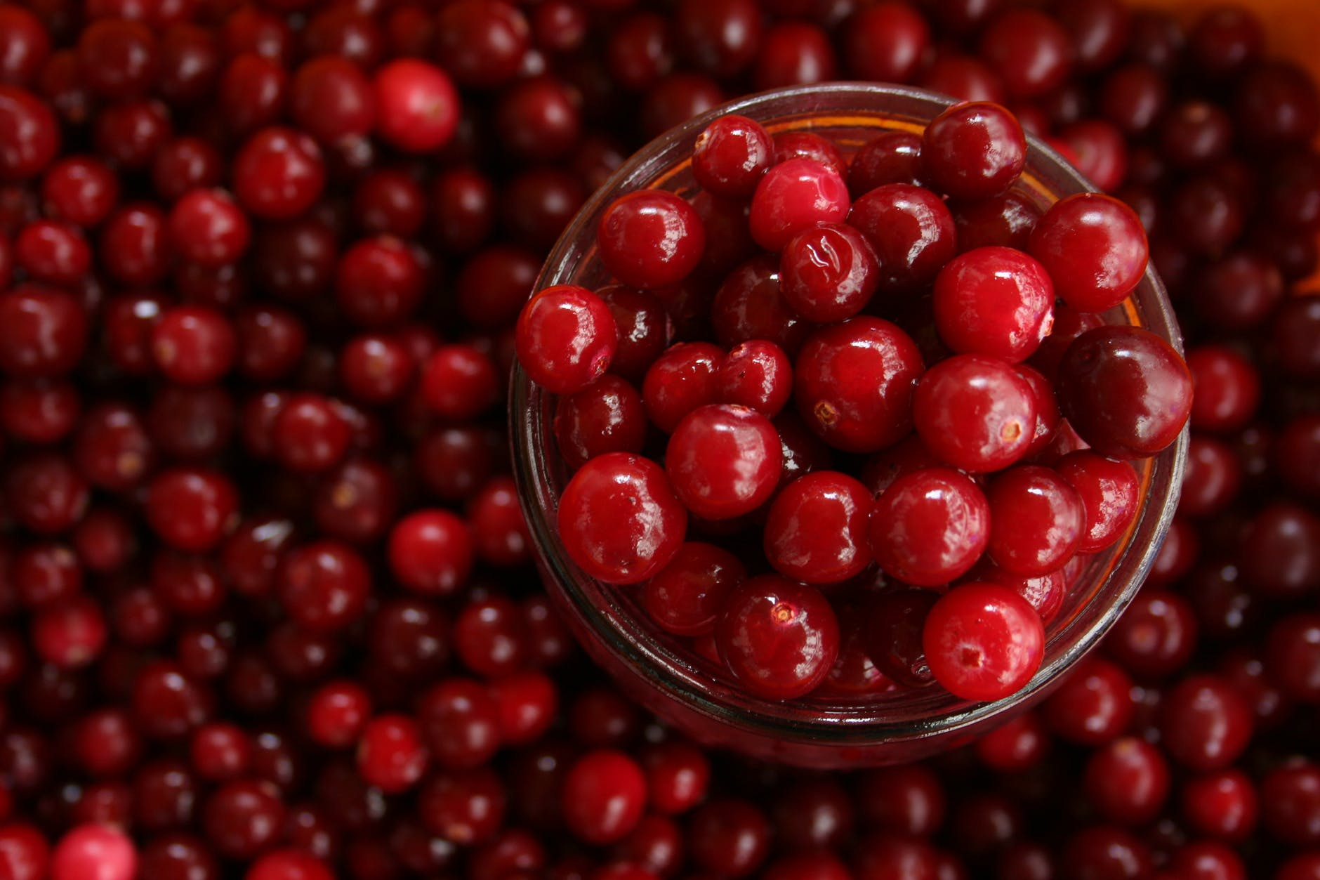 Cranberry: Healing Herb