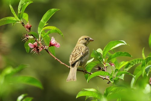 His Eye Is On The Sparrow